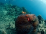 Great Barrier Reef, Australia